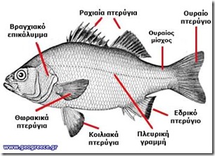 anatomy-fishgr
